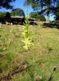 Asphodeline liburnica